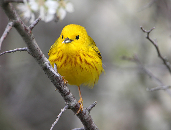 Yellow Warbler