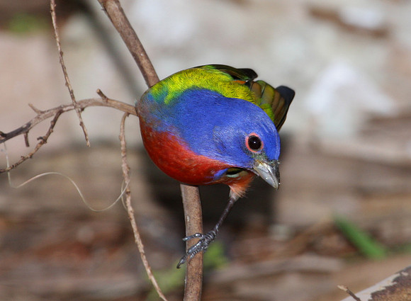 Painted Bunting - Corkscrew Swamp, Florida