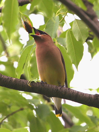 Cedar Waxwing and 17 Year Cicada