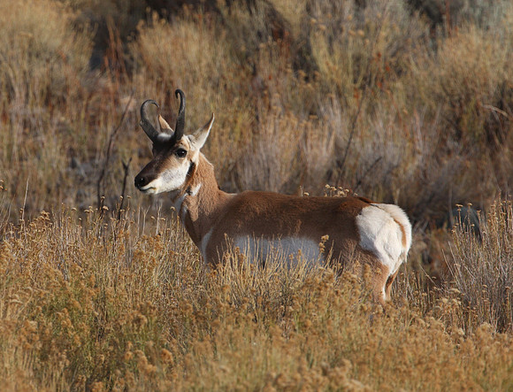 Pronghorn - Cody, Wyoming
