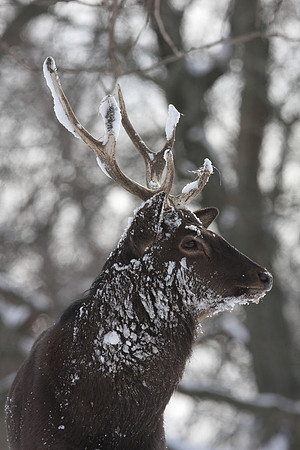 Sika Deer