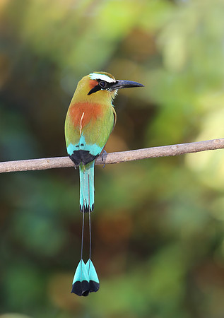 Turquoise-browed Motmot