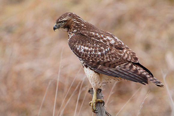 Red-tailed Hawk