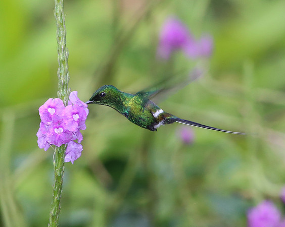 Green Thorntail - Costa Rica