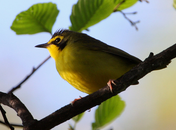 Kentucky Warbler