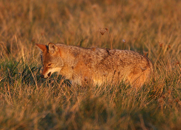 Coyote