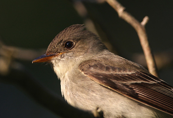 Eastern Wood-Pewee