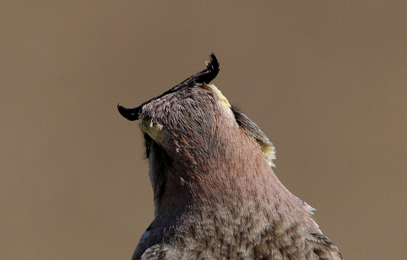 Horned Lark