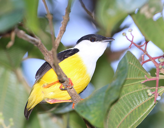 White-collared Manakin - Costa Rica
