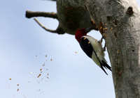 Red-headed Woodpecker