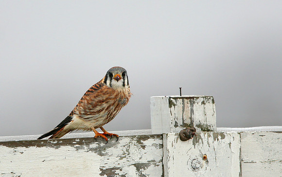 American Kestrel