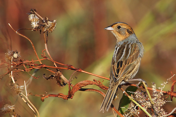 Nelson's Sparrow