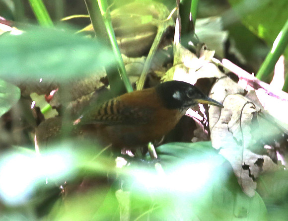 Bay Wren - Selva Verde, Costa Rica