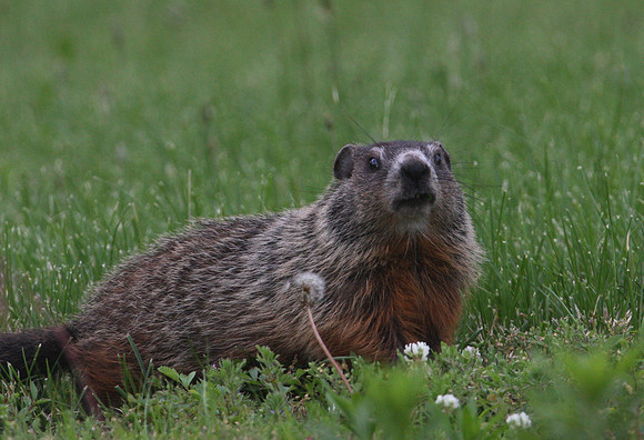 Groundhog