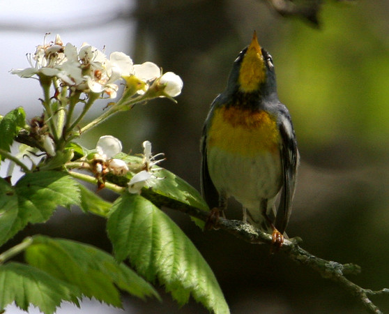 Northern Parula