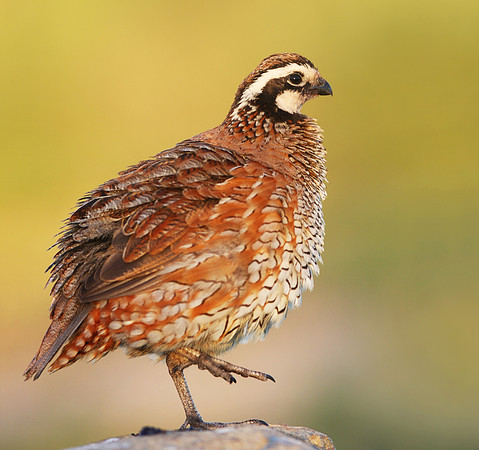 Northern Bobwhite Goose Lake Prairie