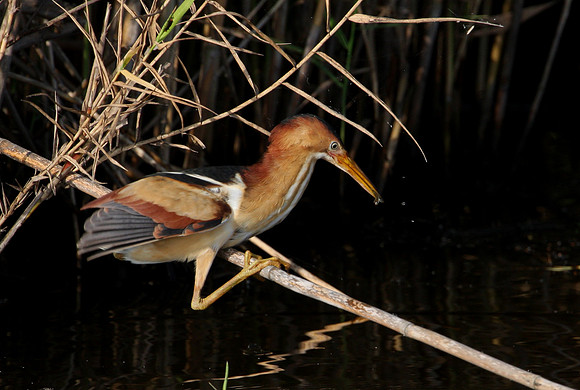 Least Bittern - Anahuac National Wildlife Refuge, Texas.