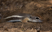 White-tailed Antelope Squirrel