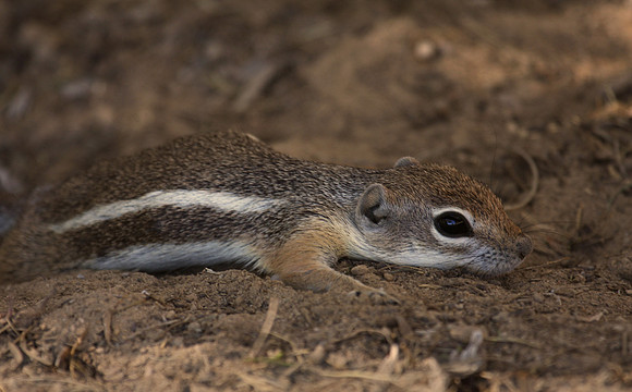 White-tailed Antelope Squirrel