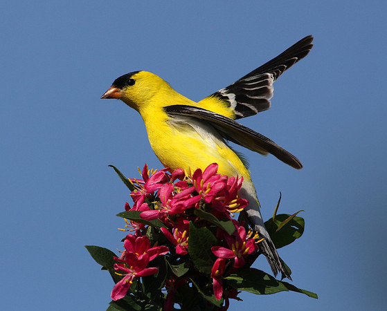 American Goldfinch