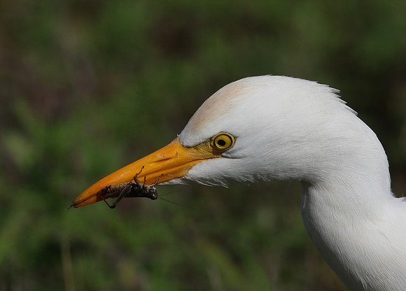 Cattle Egret with prey