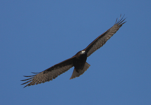 White-tailed Hawk