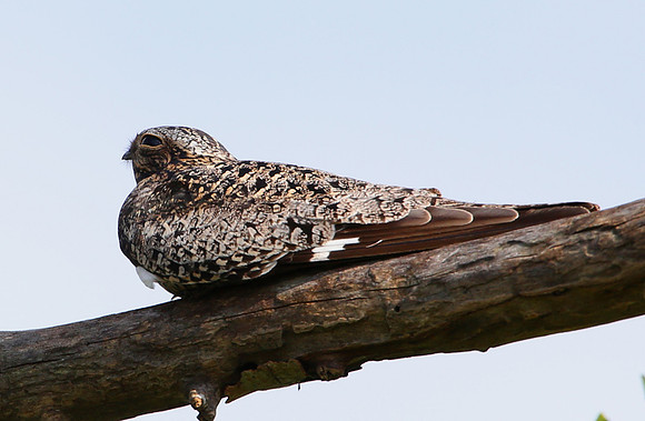 Common Nighthawk - Anahuac National Wildlife Refuge, Texas