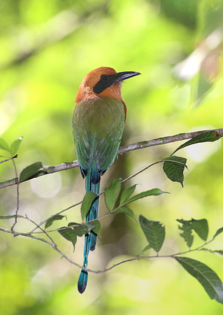 Rufous Motmot - Costa Rica