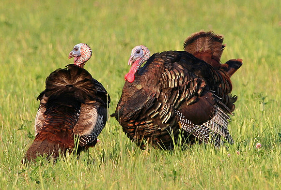 Wild Turkeys