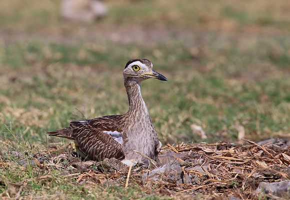 Double-striped Thick-Knee on nest - Casa Solimar, Costa Rica