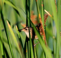 Marsh Wren (with lunch)