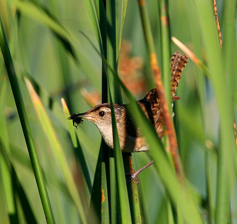 Marsh Wren (with lunch)