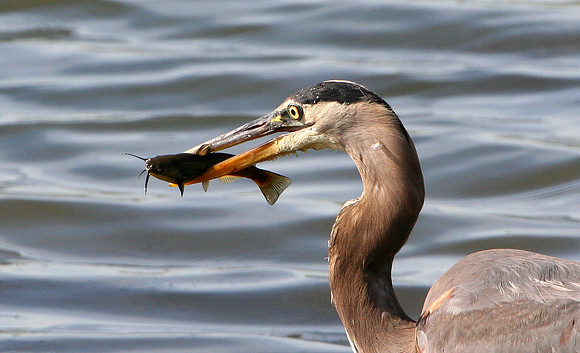 Great Blue Heron (with catfish)