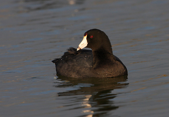 American Coot