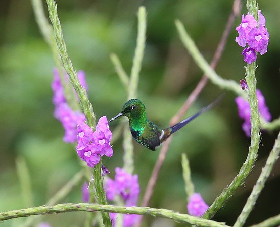 Green Thorntail - Costa Rica