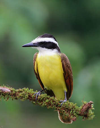 Great Kiskadee - Laguna Lagarto, Costa Rica