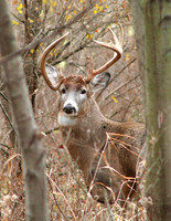 White-tailed Deer Buck (non-typical)
