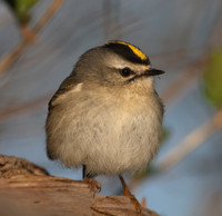 Golden-crowned Kinglet