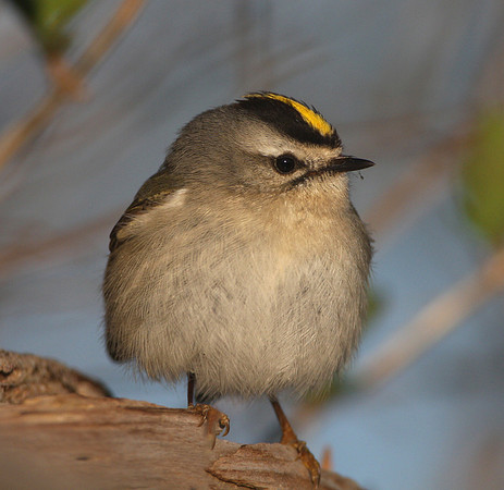 Golden-crowned Kinglet