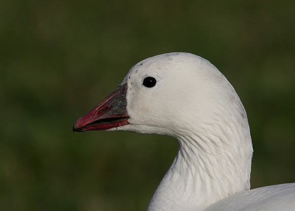 Ross's Goose Bolingbrook Illinois