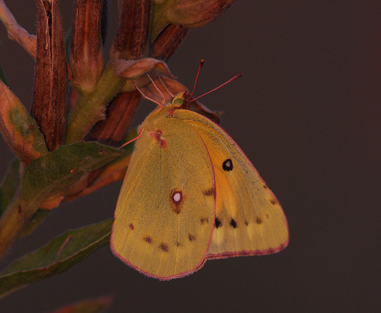 Orange Sulphur Butterfly