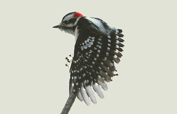 Downy Woodpecker (male)