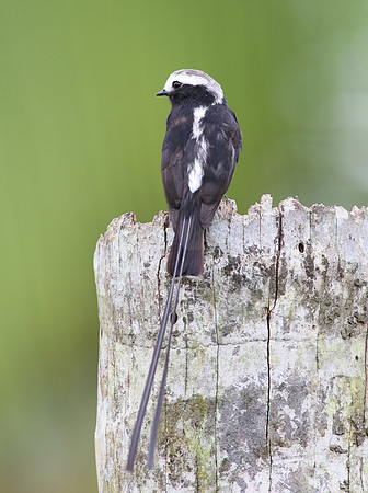 Long-tailed Tyrant - Laguna Lagarto, Costa Rica