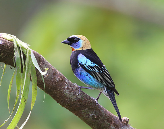 Golden-hooded Tanager - Laguna Lagarto, Costa Rica
