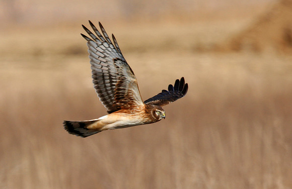 Northern Harrier (immature)