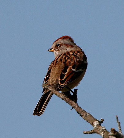 American Tree Sparrow