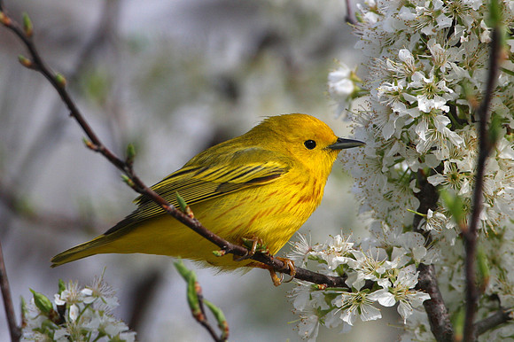 Yellow Warbler