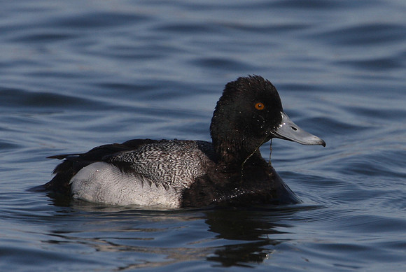 Lesser Scaup