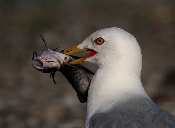 Ring-billed Gull with prey