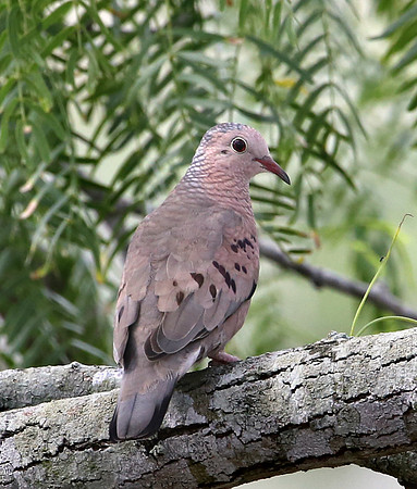 Common Ground-dove - Laguna Atascosa National Wildlife Refuge, Texas